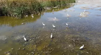 Son dakika haber... Beyşehir Gölü kenarındaki sulak alan kurudu, yüzlerce balık telef oldu