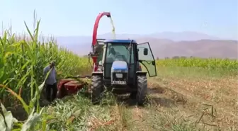 Devlet destekli yetiştirilen silajlık mısırın hasadına başlandı