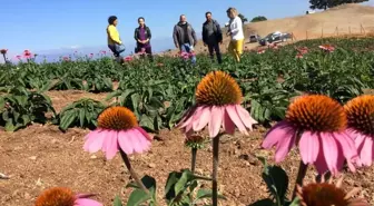 Son dakika haber: Isparta'da ekinezya tarlası görsel şölene hazırlanıyor