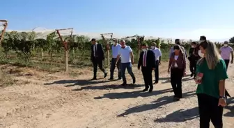 Kaymakam Çimşit, üzüm hasatına katıldı