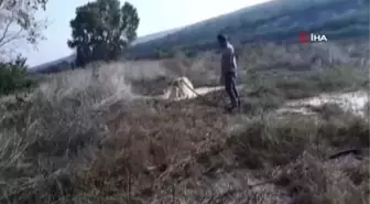 Tarlasından soda fışkırdı