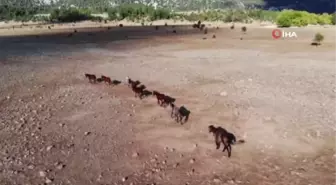 Yangından etkilenen Antalya'nın vahşi güzelliği 'Yılkı Atları' yaşam alanlarına geri döndü