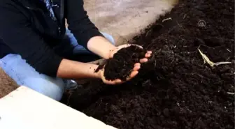 BALIKESİR - Erdek Belediyesi 'solucan gübresiyle zenginleştirilmiş bahçe toprağı' üretiyor