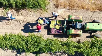 Elazığ'da 'En tatlı' hasat dönemi başladı