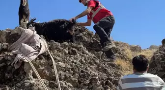 Tunceli'de dağ yamacında mahsur kalan 3 keçi kurtarıldı