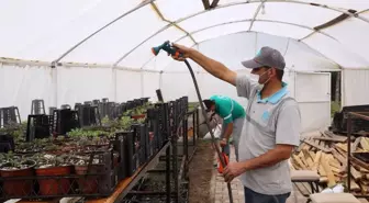 Aksaray Belediyesi yetiştirdiği 65 bin çiçek fidesi ile park ve bahçeleri donattı