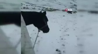 Artvin'de ani bastıran kar sürü sahiplerine zor anlar yaşattı