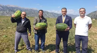 Derebucak Belediye Başkanı Kısa, ilçedeki karpuz ekili alanlarda incelemede bulundu