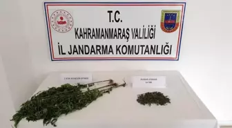 Evinin alt katını kenevir yetiştirmek için kullanan şüpheli yakalandı