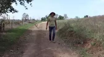 Kandıra'da üretilen şeker kamışı pekmezi 'yok satıyor'