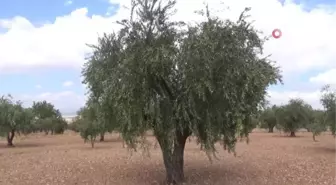 Kilis'te erken zeytin hasadı ile zeytin yağı üretimi de başladı