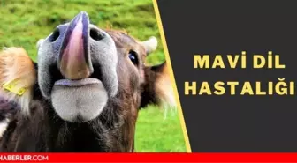 Mavi dil hastalığı insanlara bulaşır mı? Mavi dil hastalığı nedir?