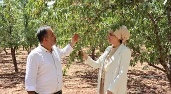 Şehir hayatını terk eden veteriner, köyüne dönüp badem yetiştirmeye başladı! Kazancı bir hayli yüksek