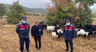 Uşak'ta çiftçinin kaybettiği keçi sürüsünü, jandarma buldu