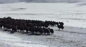 Ardahan'da kar ve tipide mahsur kalan yaylacılar ve koyun sürüsü kurtarıldı