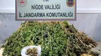 Bağ evinde 158 kök kenevir ve 200 gram esrar ele geçirildi