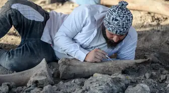 KAHRAMANMARAŞ - Yeni bulunan fil fosilleri incelemeye alındı