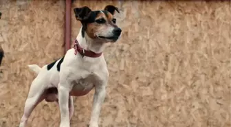 Ankara's smallest search and rescue dog 'Leon'