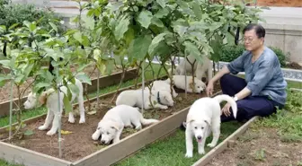 Güney Kore lideri Moon: Köpek eti tüketimini yasaklamanın zamanı geldi