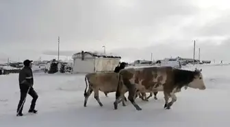 Kar etkili oldu: Yaylacıların dönüş hazırlıkları erken başladı