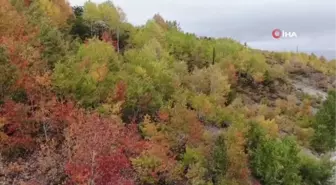 Kop Dağında renk cümbüşü