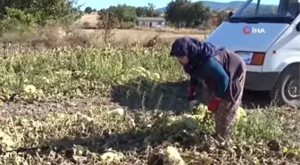 Ata tohumlarından yetiştirdiği kavunlar ilgi görüyor