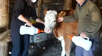 İmranlı'da Yaşasın Buzağılar Projesi kapsamında biberon dağıtıldı