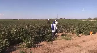 ŞANLIURFA - Ziraat mühendisleri sahaya indi, GAP'ta pamuk üretim maliyetleri azaldı