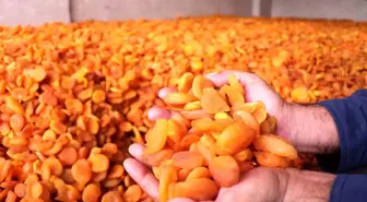 Ünü sınırları aştı, fiyatı rekor kırdı