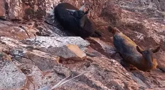 Artvin'de kayalıklarda mahsur kalan keçileri AFAD gönüllüleri kurtardı