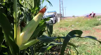 Yüksek proteinli mısır silajı daha fazla verim sağlıyor