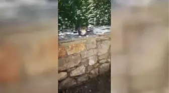 Bahçe telinde sıkışan kedi kurtarıldı