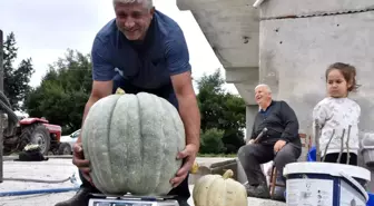 Görenler şaşırıp kalıyor! Bahçesinde 50 kiloluk bal kabağı yetiştirdi