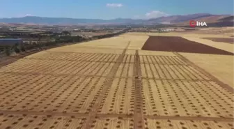 Elazığ'da 100 hektarlık alanda 46 bin adet fidan dikilecek