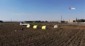 Harran Ovası'nda pamuk üreticisi altın yılını yaşıyor