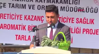 ALİAĞA'DA ANADOLU ADAÇAYI İLE İZMİR KEKİĞİ HASADI YAPILDI