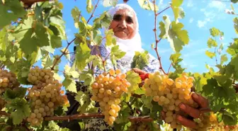 Son dakika haberi: Bingöl'de terörden temizlenen bölgeler çiftçinin yüzünü güldürüyor