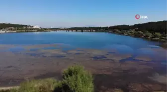 Pelitözü Göleti'ni yosunlar ve sazlıklar kapladı