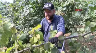 FINDIK FİYATLARI DÜŞTÜ, ÜRETİCİYE 'SATMAYIN' ÇAĞRISI GELDİ