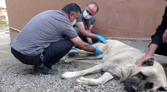 İnşaattan düşen köpeğin ayağı kırıldı