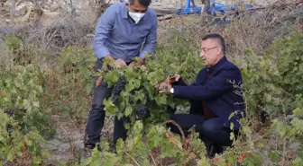 Cumhurbaşkanı Yardımcısı Oktay, memleketi Çekerek'te üzüm hasadına katıldı