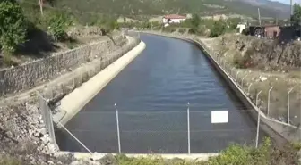 Son dakika haber! Yeşilırmak'ta balık ölümleri görüldü