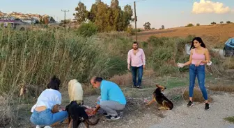 Adana Barosu üyesi avukatlar sokak hayvanlarını besledi
