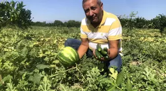 Karpuz üzdü, salatalık güldürdü