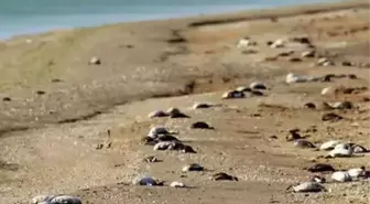 Rusya'da sahilde binlerce ölü kuş bulundu! Dünya basını yaşananlara 'Kıyamet' dedi