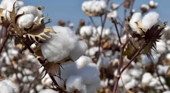 Aydın Ticaret Borsası Yönetim Kurulu Başkanı Çondur: 'Pamuk fiyatlarındaki artış üreticiyi memnun etti'