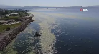 Bostanlı sahili yine deniz marulu kapladı