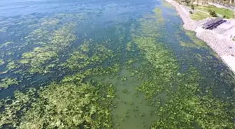 (DRONE) Bostanlı'da kıyıya yakın noktaları deniz marulu kapladı