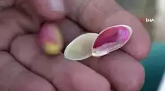 Menengiç ağacında Antep fıstığı yetiştirdi