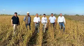 Tarsus'ta yerli soya çeşidi 'Samsoy'un hasadı yapıldı